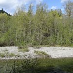 This is a view of the North Fork Stillaguamish River, as seen from the Curtis property along the Whitehorse Trail. Snohomish County recently bought the property as an undeveloped park. (Photo courtesy of Curtis family)