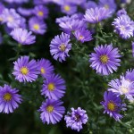 Purple asters add color to Roxanne and Paul Wright&rsquo;s rain garden in Everett. (Ian Terry / The Herald)