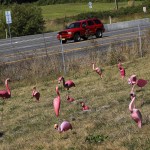 A flock of pink flamingos stands on Nick Agostinelli&rsquo;s lawn off Highway 9 near Lake Stevens. (Ian Terry / The Herald)