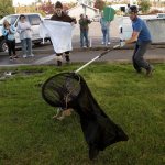 After falling to the ground, a great horned owl tries to fly from a net wielded by Shaun Sears, of Cat Canopy Rescue, as Sarvey Wildlife Center intern Kate Bouchard gets ready to wrap the owl in a blanket at Everett Marina on Wednesday. (Andy Bronson / The Herald)