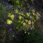 Seen from above, a vine maple tree&rsquo;s leaves are highlighted by evening sunlight in Roxanne and Paul Wright&rsquo;s rain garden in Everett. (Ian Terry / The Herald)