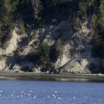 Evidence of a recent slide along a hillside near Arcadia Road on the Tulalip Reservation on Oct. 12.                                (Ian Terry / The Herald)