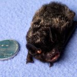 Cleobatra, a silver-haired bat being cared for by Ogaard, is shown next to a nickel for size perspective. (Andy Bronson / The Herald)