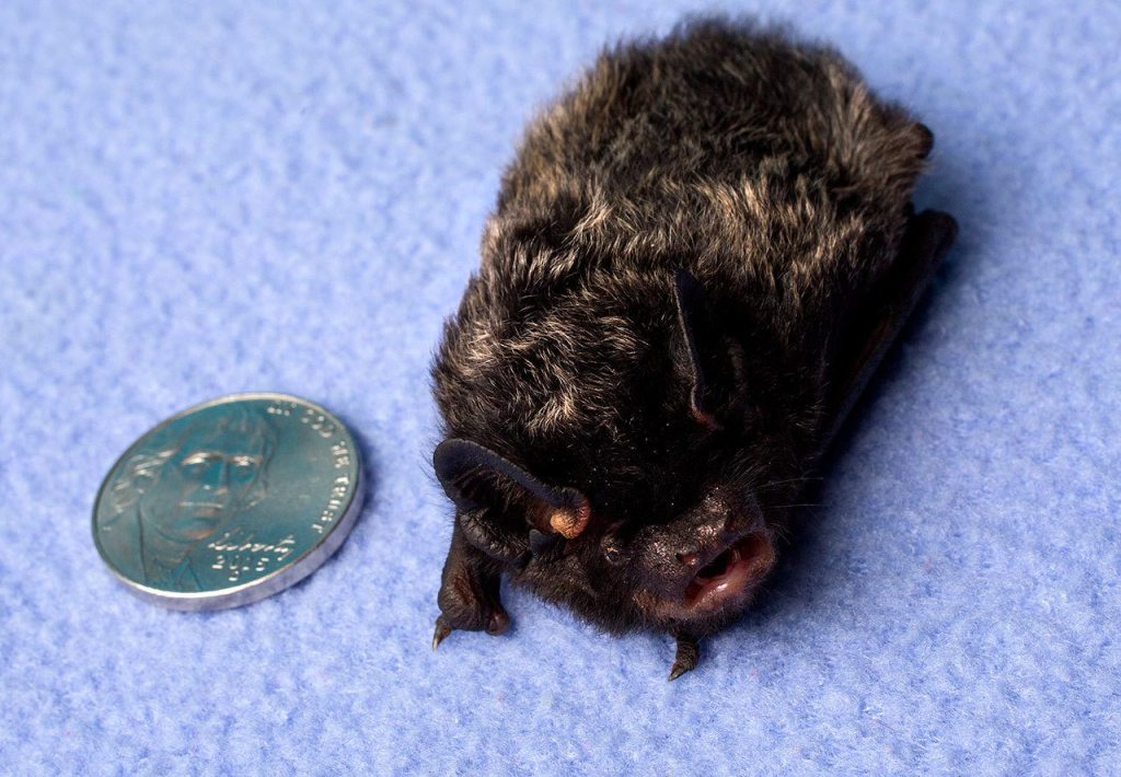 Cleobatra, a silver-haired bat being cared for by Ogaard, is shown next to a nickel for size perspective. (Andy Bronson / The Herald)