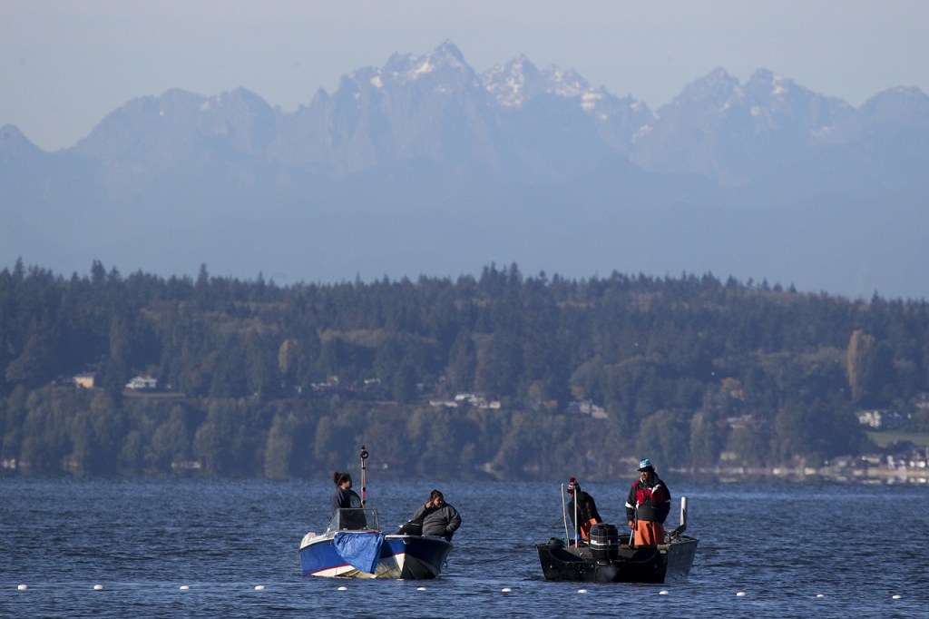 Fishermen in Tulalip Bay with the Olympic Mountains looming in the background.                                (Ian Terry / The Herald)