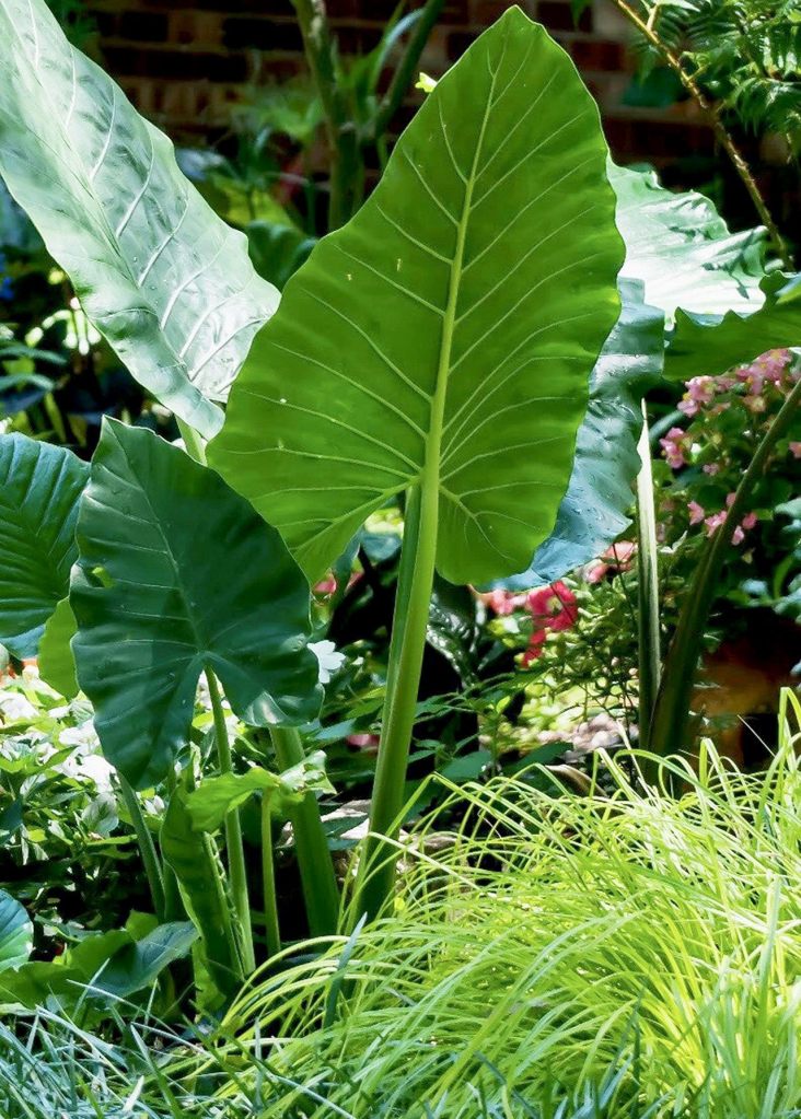 Everillo carex, or sedge, adds texture and drama to landscapes. (Contribued photo/Tribune News Service)