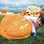 A toddler attempts to climb a pumpkin at Stocker Farms in Snohomish in 2015. (Daniella Beccaria / for The Herald)