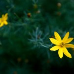 Yellow coreopsis flowers are seen in Roxanne and Paul Wright&rsquo;s rain garden in Everett. (Ian Terry / The Herald)