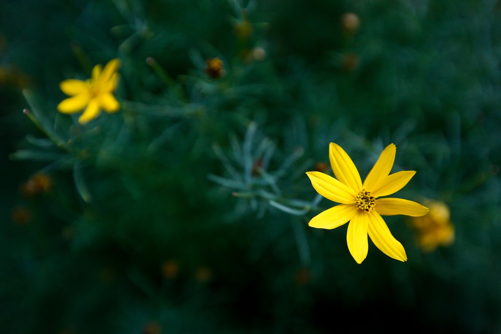 Yellow coreopsis flowers are seen in Roxanne and Paul Wright&rsquo;s rain garden in Everett. (Ian Terry / The Herald)