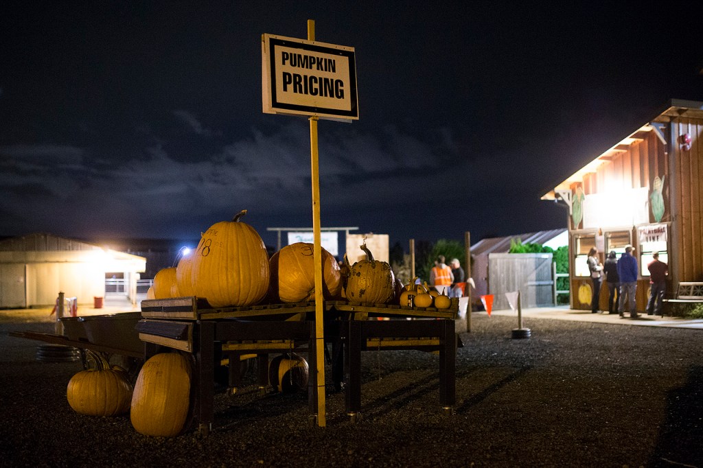 Pumpkins for sale are seen near the entrance to Carleton Farm&rsquo;s night time October activities on Friday evening. (Ian Terry / The Herald)
