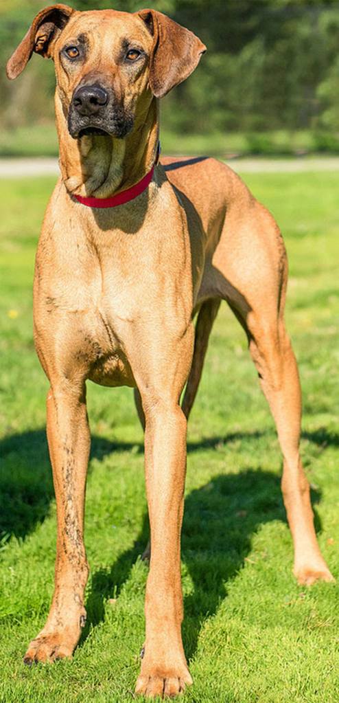 Nala is a very unique girl looking for a forever home. She has lived with other dogs but will need a meet and greet prior to adoption with any resident canines. Any children in the home should be over 10 years old and respectful of her space. Nala knows a few commands but would benefit greatly from positive reinforcement training. She digs when left alone outside. Nala cannot live in an apartment or townhome. (Curt Story/Everett Animal Shelter)
