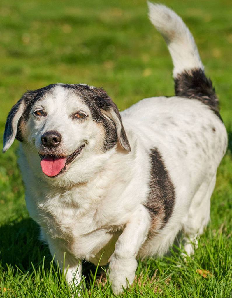Phoebe is an older girl who is looking for a new home. She is very sweet and loves getting pet. According to her previous owners she does good in the house but also loves spending time outside. She is used to the retired life and always having people around. She would much enjoy going back to that life style. She has lived with all types of animals and does well. This loving girl is an all around superstar. (Curt Story/Everett Animal Shelter)