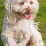 Pinky is a guy set in his ways. He has lived with calm respectful kids over 10 years old. Pinky doesn&rsquo;t like fast movements towards him and can be wary of strangers. He has lived with cats and other dogs his size. He does bark when left alone so he would not be suited for an apartment. (Curt Story/Everett Animal Shelter)