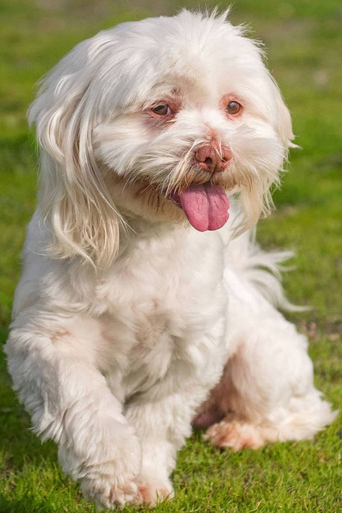 Pinky is a guy set in his ways. He has lived with calm respectful kids over 10 years old. Pinky doesn&rsquo;t like fast movements towards him and can be wary of strangers. He has lived with cats and other dogs his size. He does bark when left alone so he would not be suited for an apartment. (Curt Story/Everett Animal Shelter)