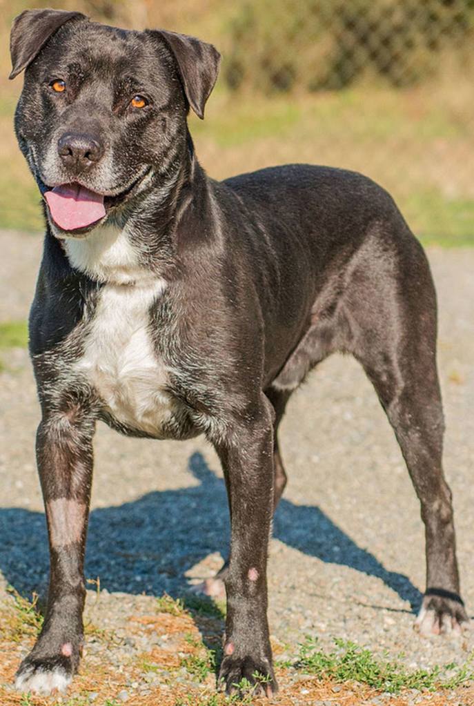 Powell is a cool dude looking for his forever home. If his new home has any canine residents he will need to meet them prior to adoption. His new home should not have any cats and any children in the home should be over 10 years old. Powell is very strong and will need daily exercise to keep him happy and healthy. Powell is an escape artist so will need a very secure fence and supervision. (Curt Story/Everett Animal Shelter)