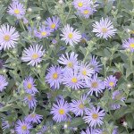 Woods Blue New York Aster – Aster novi-belgii &ldquo;Wood&rsquo;s Blue.&rdquo; (Doreen Wynja for Monrovia)
