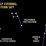 Starwatch: Spot the little dolphin and the tiny horsey