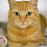 Sparkles came to the shelter as a lost kitty. Not much is known about her, except that she can be shy and will need time to adjust to new surroundings. (Jon Annis / Everett Animal Shelter)