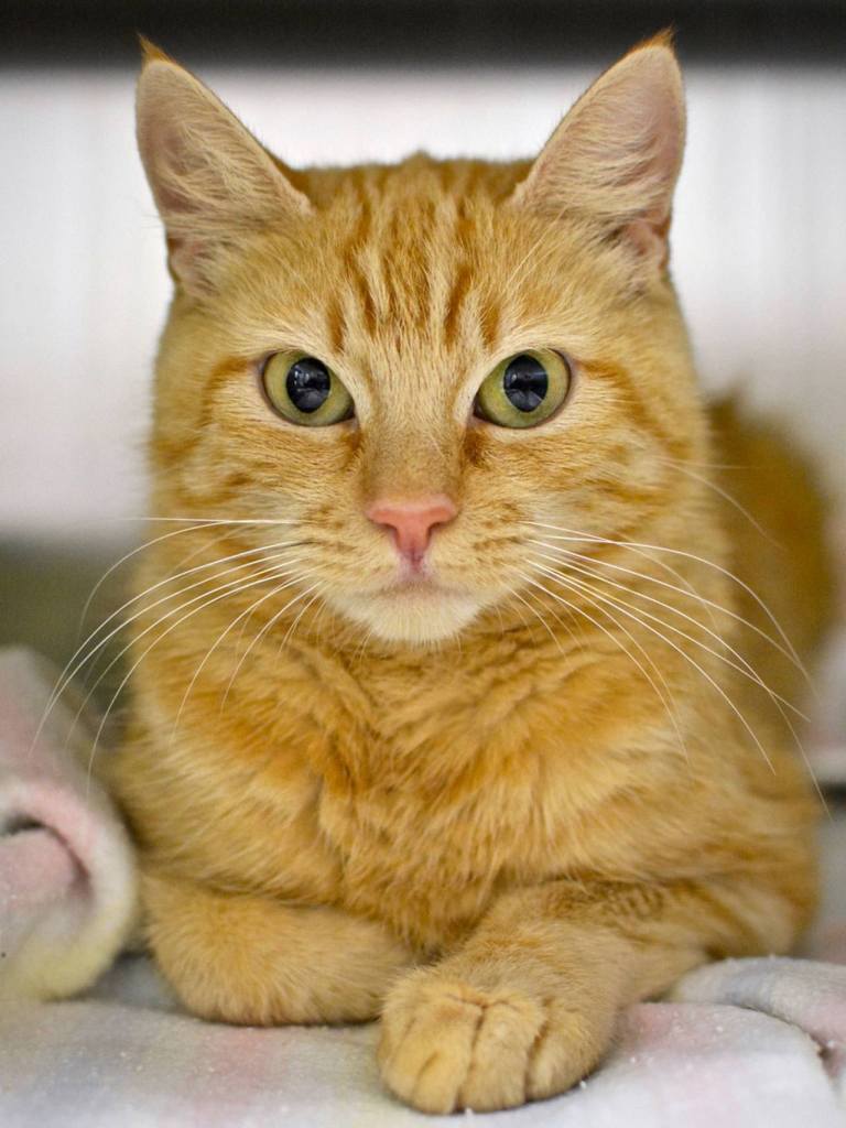Sparkles came to the shelter as a lost kitty. Not much is known about her, except that she can be shy and will need time to adjust to new surroundings. (Jon Annis / Everett Animal Shelter)