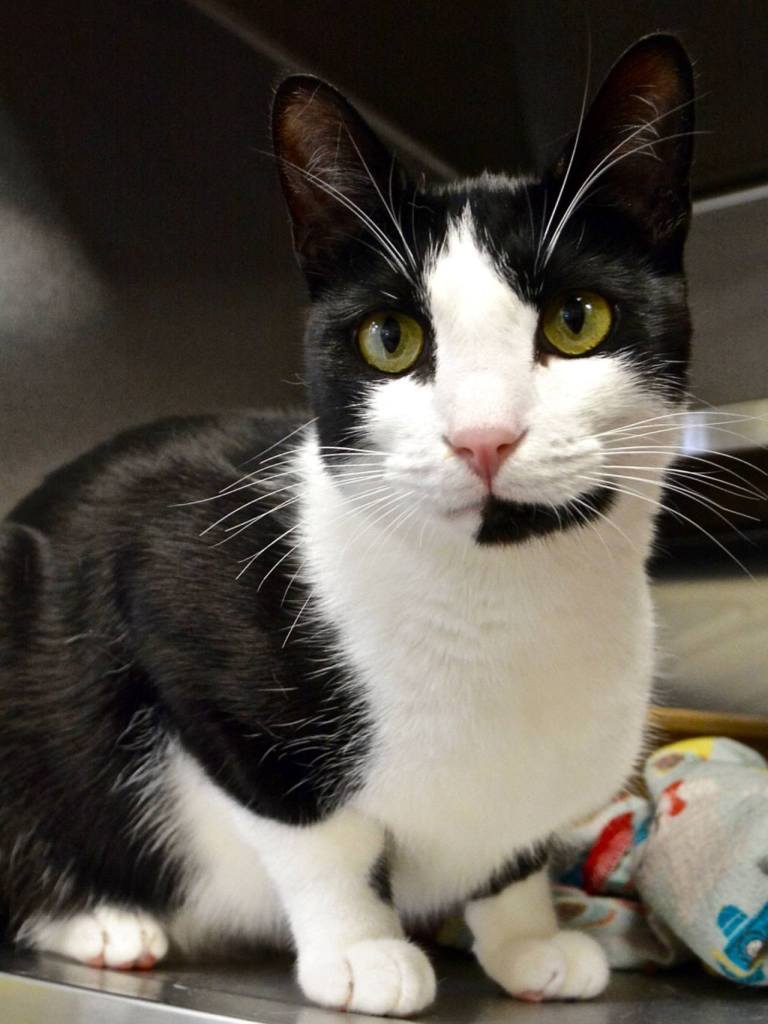 Steve is young and full of energy. He&rsquo;ll even play fetch and catch his toys mid-air. He&rsquo;s a bit wild and crazy, and needs a patient owner that will play with him and teach him good kitty manners. (Jon Annis / Everett Animal Shelter)