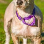 Sunny is a nice girl looking for a forever home. She has lived with kids over 6 years old, other dogs her size and cats. Her previous owners said she does not appreciate the company of large dogs. Sunny will need regular grooming to keep her comfortable. (Curt Story/Everett Animal Shelter)