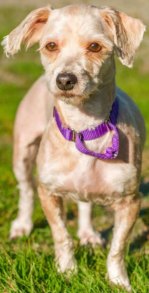 Sunny is a nice girl looking for a forever home. She has lived with kids over 6 years old, other dogs her size and cats. Her previous owners said she does not appreciate the company of large dogs. Sunny will need regular grooming to keep her comfortable. (Curt Story/Everett Animal Shelter)