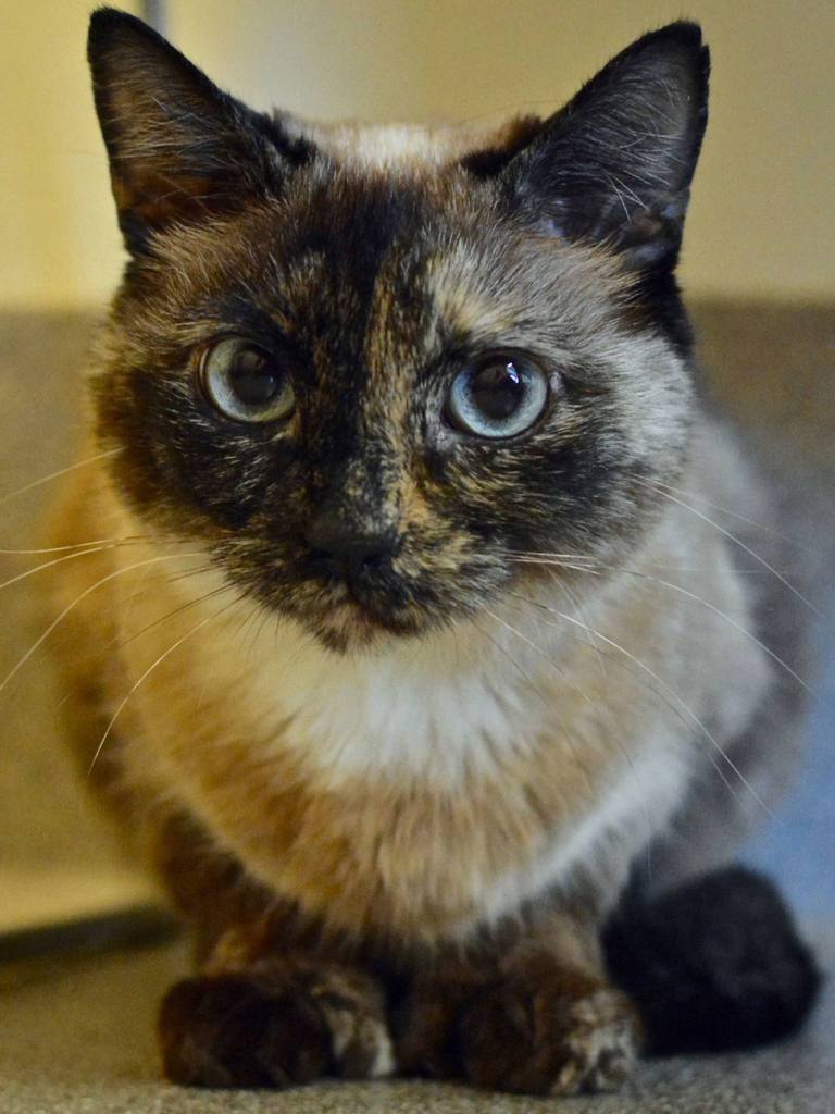 Susie is quite a character, with her mixed Siamese and tortoise-shell fur, blue eyes and extra toes. She likes to hide, but she gives herself away because she also likes to talk. She was a stray and will need a cat savvy owner, because she can get overstimulated. (Jon Annis / Everett Animal Shelter)
