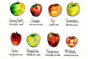 Apples: Fall comfort food and connection to our past