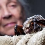 Wildlife rehabilitator goes to bat for the flying mammals