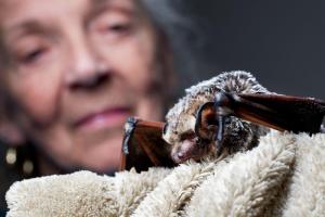 Wildlife rehabilitator goes to bat for the flying mammals