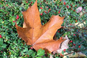 Get out the rakes, it’s leaf drop season