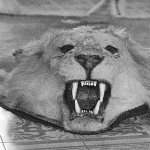 U.S., Cuba assessing efforts to save Hemingway artifacts