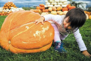 A toddler attempts to climb a pumpkin at Stocker Farms in Snohomish in 2015. (Daniella Beccaria / for The Herald)