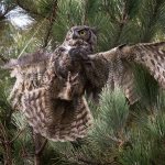 Entangled great horned owl rescued from tree top