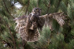 Entangled great horned owl rescued from tree top
