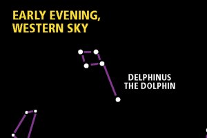 Starwatch: Spot the little dolphin and the tiny horsey