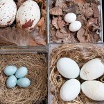 Learn about the avian world at Burke Museum’s bird event