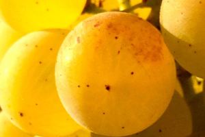 Northwest Wine: Chardonnay coming back in style