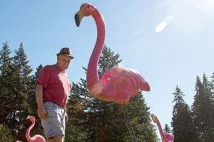 Roadside pink flamingos hint at Lake Stevens man’s treasures