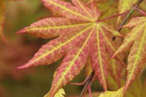 Great Plant Pick: Acer shirasawanum ‘Autumn Moon’ Maple