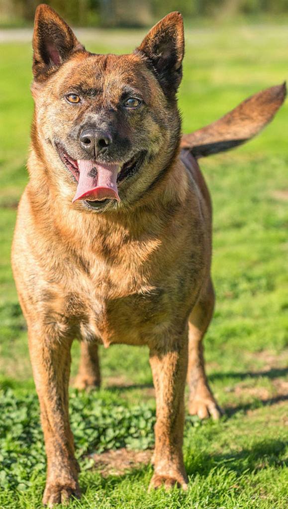 Tiger is a sweet boy that is going to need a lot of training and work. His previous owners left him outside at all times, therefor we are unsure of how he is going to do in a house so he will need someone that is home more often then not. He has not lived with any other animals so we recommend a meet and greet with resident dogs and no cats in the house. When he is alone we think training him to use a create might save your house until he learns his potty manners. In his past he did like to jump over the fence. His new house needs to have a fenced yard, apartment are not going to suit this buy guys energy level. He is just looking for someone to love on him and make up for his past. (Curt Story/Everett Animal Shelter)