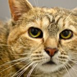 If Uma had met Oprah, then Oprah might have Uma. Too soon? You can have Uma. This sweetie has lived with another cat, George, also at the shelter. She prefers to be around older children, and requires a special diet. (Jon Annis / Everett Animal Shelter)