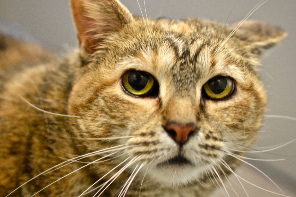If Uma had met Oprah, then Oprah might have Uma. Too soon? You can have Uma. This sweetie has lived with another cat, George, also at the shelter. She prefers to be around older children, and requires a special diet. (Jon Annis / Everett Animal Shelter)