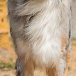 Everett pets up for adoption: cats and dogs, birds and bunnies