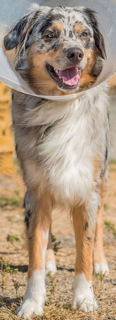 Everett pets up for adoption: cats and dogs, birds and bunnies
