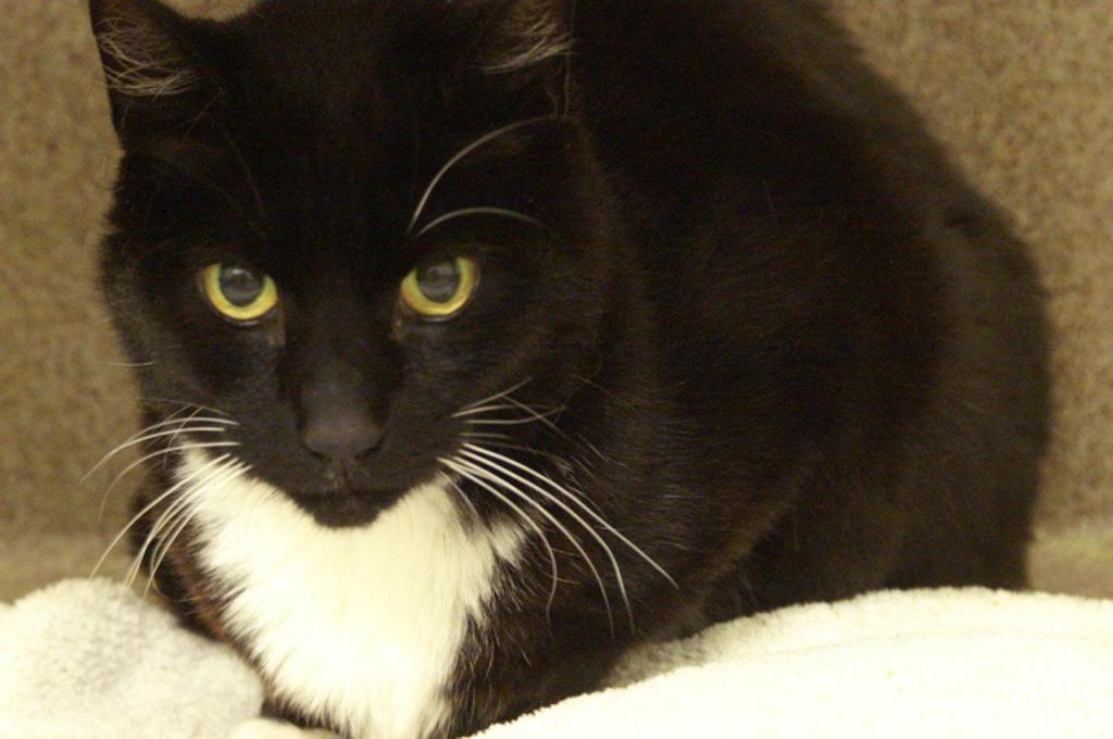 Piper came to us as a lost cat. She does enjoy the company of staff and volunteers. We do not know how she will do with small kids, cats or dogs. A slow and proper introduction will need to be made. (Tina Gleaton/Everett Animal Shelter)