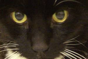 Can you adopt one of these pets from Everett Animal Shelter?