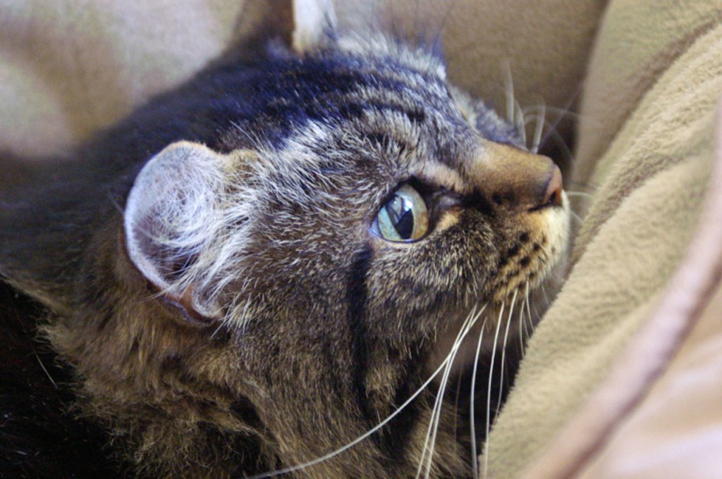 Sophie is a calm girl who has a playful side. What are her favorite toys, you ask? She loves lasers and plastic springs! Sophie would prefer to be the only cat in your home but she doesn&rsquo;t mind living with dogs. (Tina Gleaton/Everett Animal Shelter)