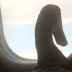 Daniel the emotional support duck takes his first plane ride