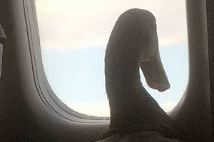 Daniel the emotional support duck takes his first plane ride